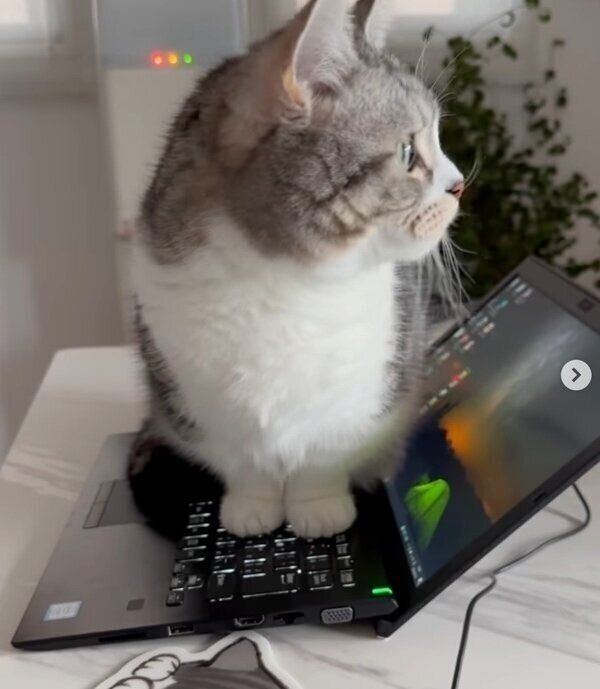 パソコンの上に乗るタロウくん