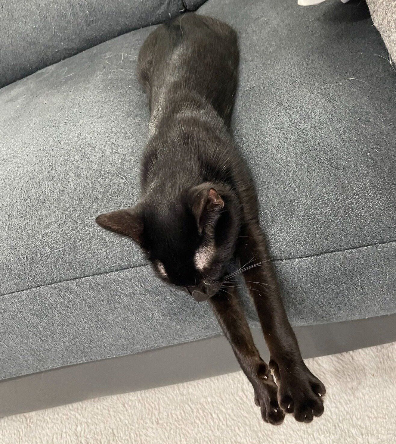 ソファの上でくつろぐ理事長ちゃん