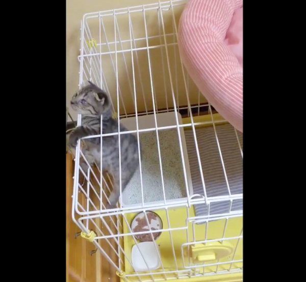 ケージをよじ登るはるおちゃん