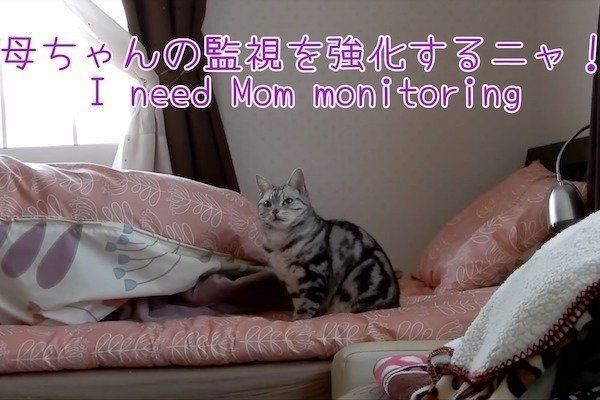 置いていかれて見張る猫