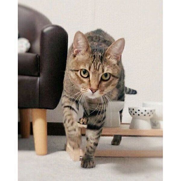 寄ってくるもなちゃん