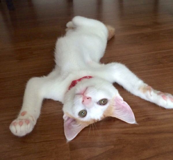 ヘソ天するむぎちゃん