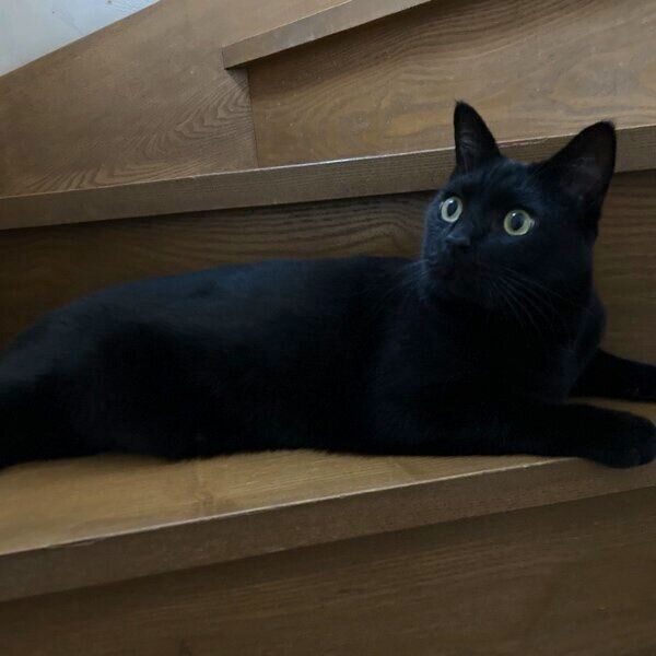 階段を占領するモカくん