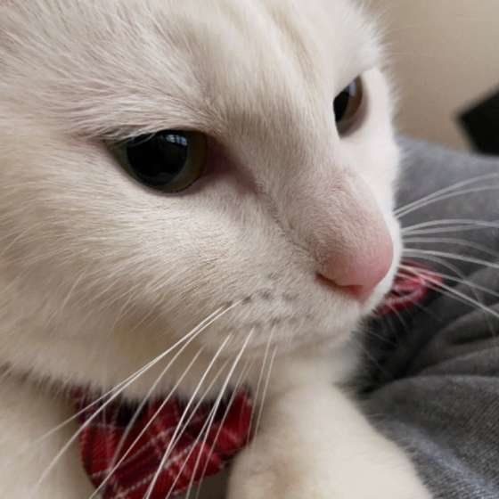 横顔美人のリリちゃん