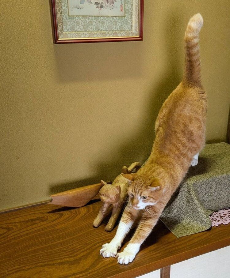 猫の置物と同じポーズで伸びをするチャロくん