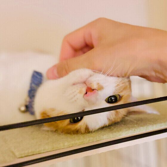 撫でられて気持ちよさそうな扇ちゃん