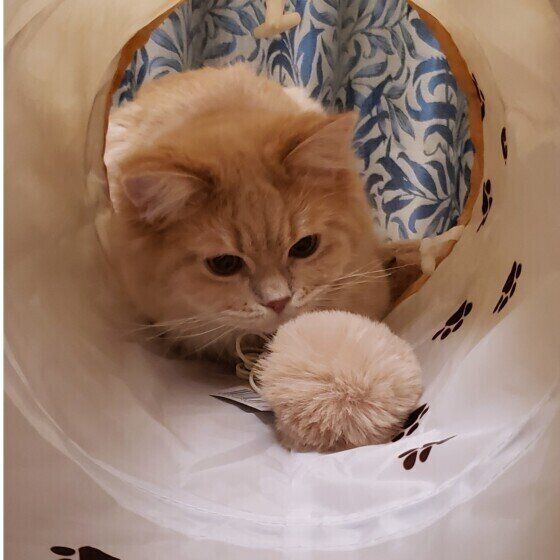 スコティッシュフォールドのフクくん