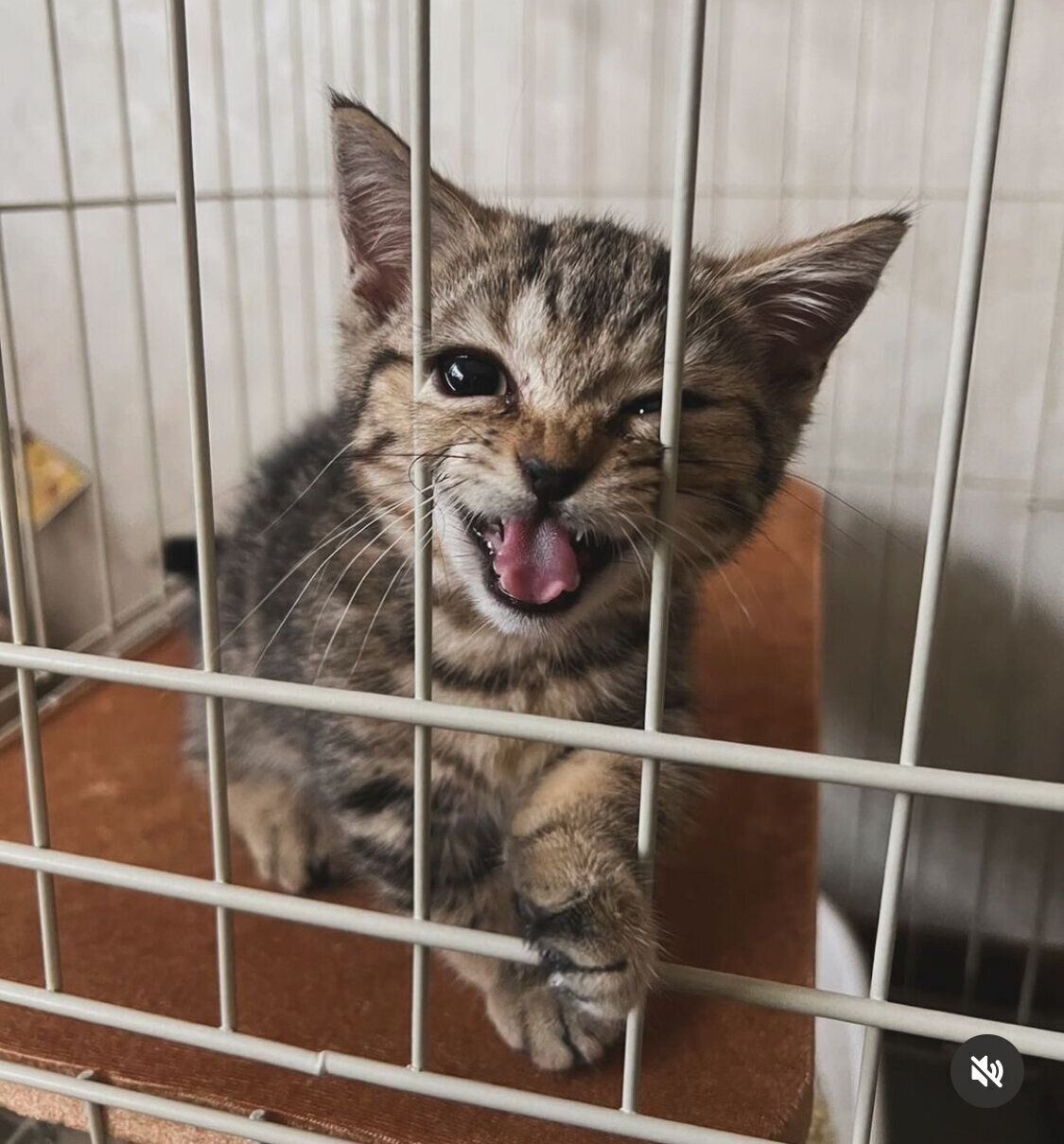 お迎え初日のなぎちゃん