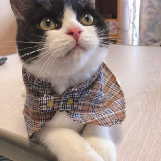 見つめるマンチカン