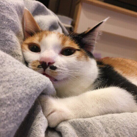 ミケのモミジちゃん