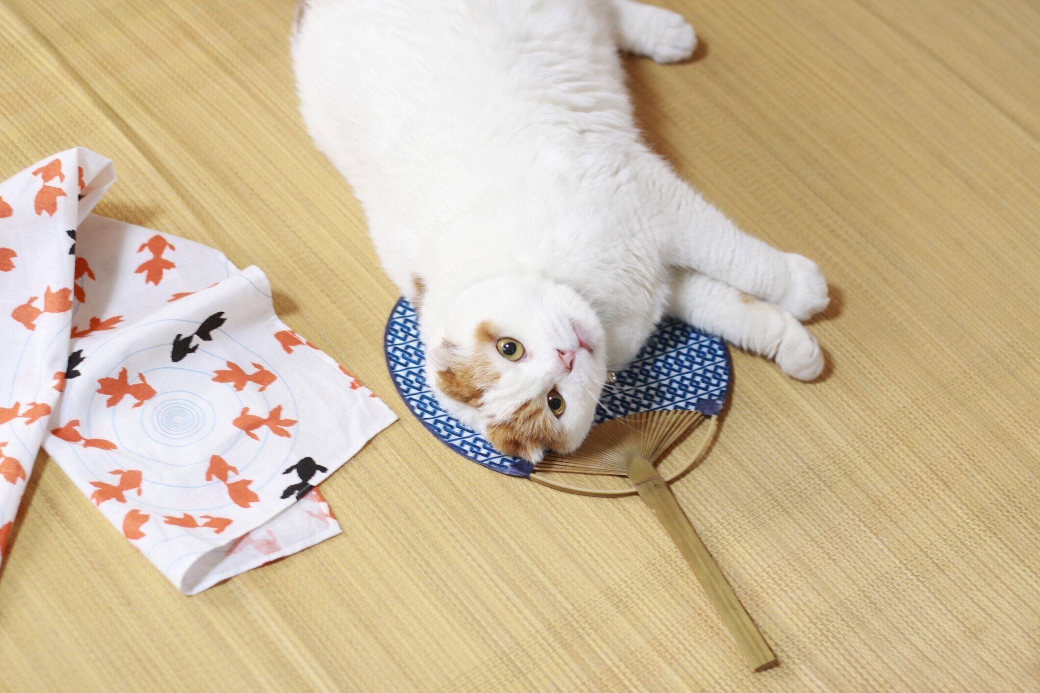 リラックスした猫