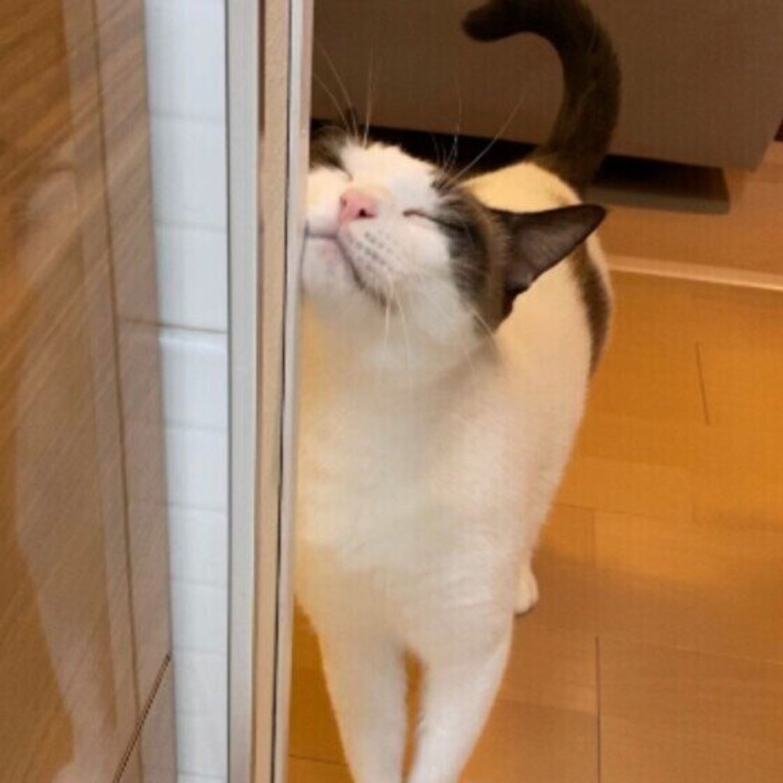 猫が体をスリスリするのはわりとそっけない理由だった 獣医師解説 ねこのきもちweb Magazine 猫が体をスリスリするのはわりとそっけない理由だった 獣医師解説 ねこのきもちweb Magazine