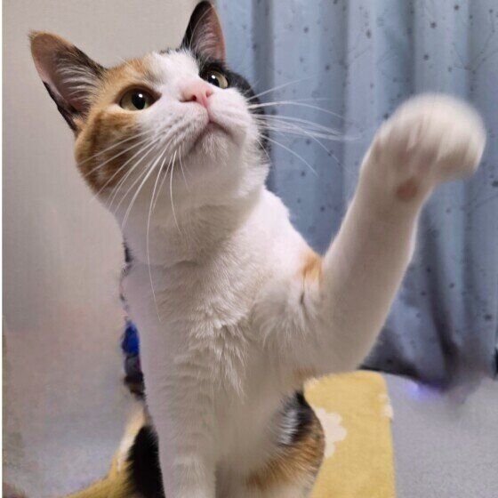 ちょいちょいをするあやめちゃん