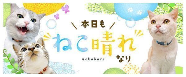 本日もねこ晴れなり