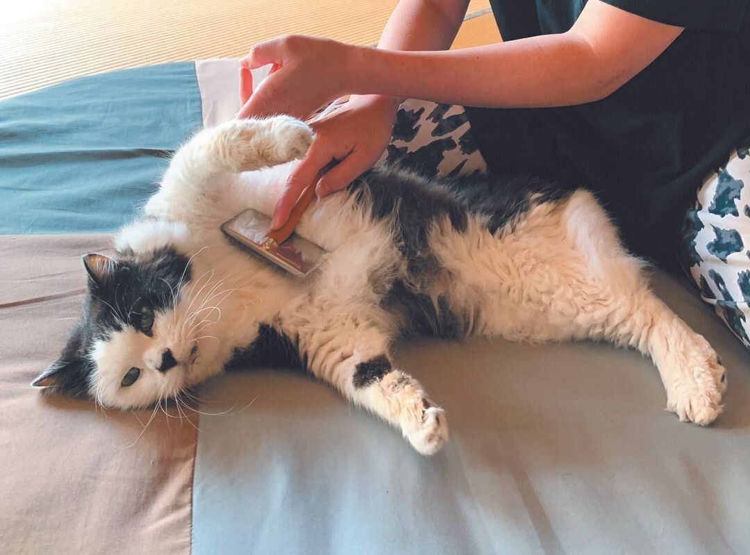 画像／ねこのきもち2023年1月号