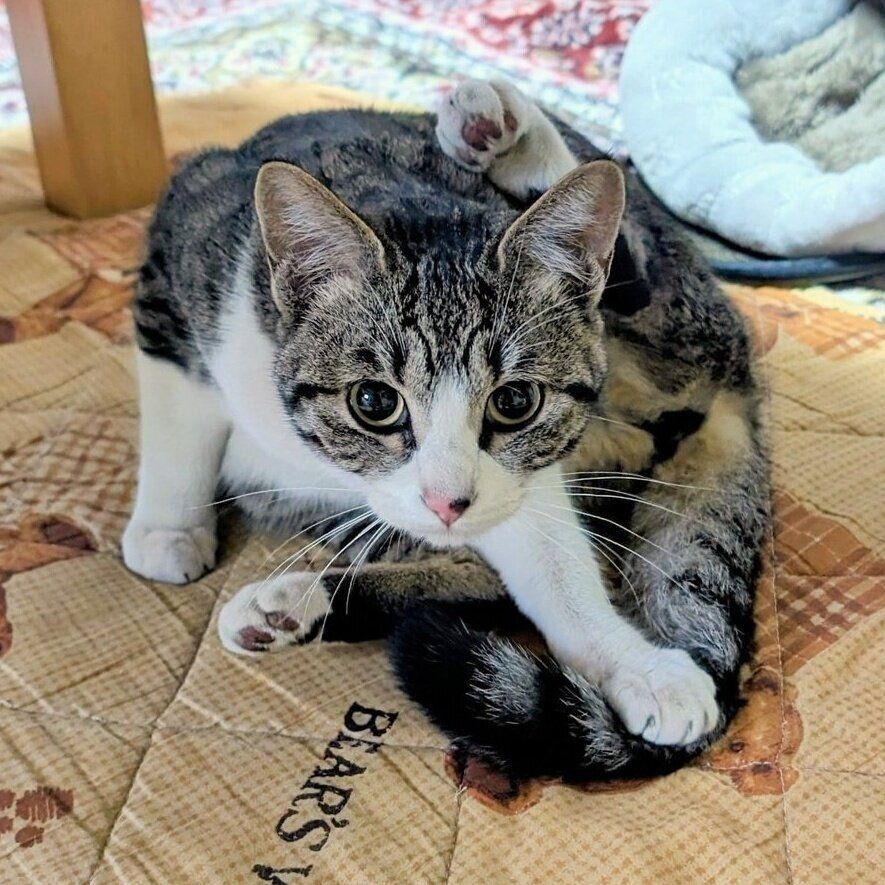 保護直後のむぎちゃん