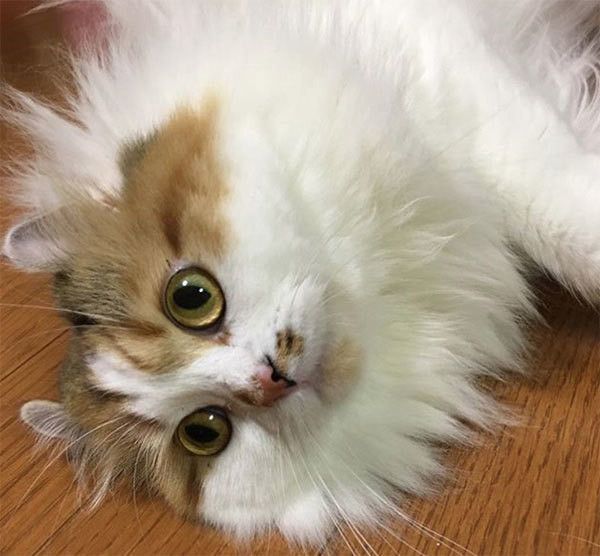 見つめるアメリカンカール