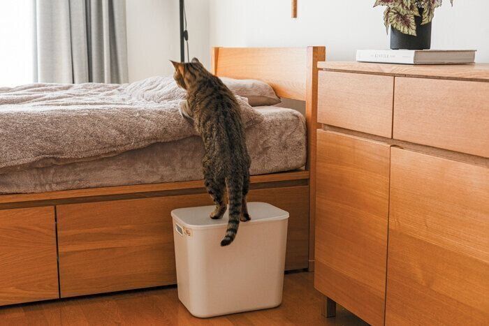 ベッドの上に上ろうとする猫