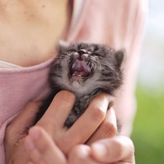 キジトラのメイちゃん