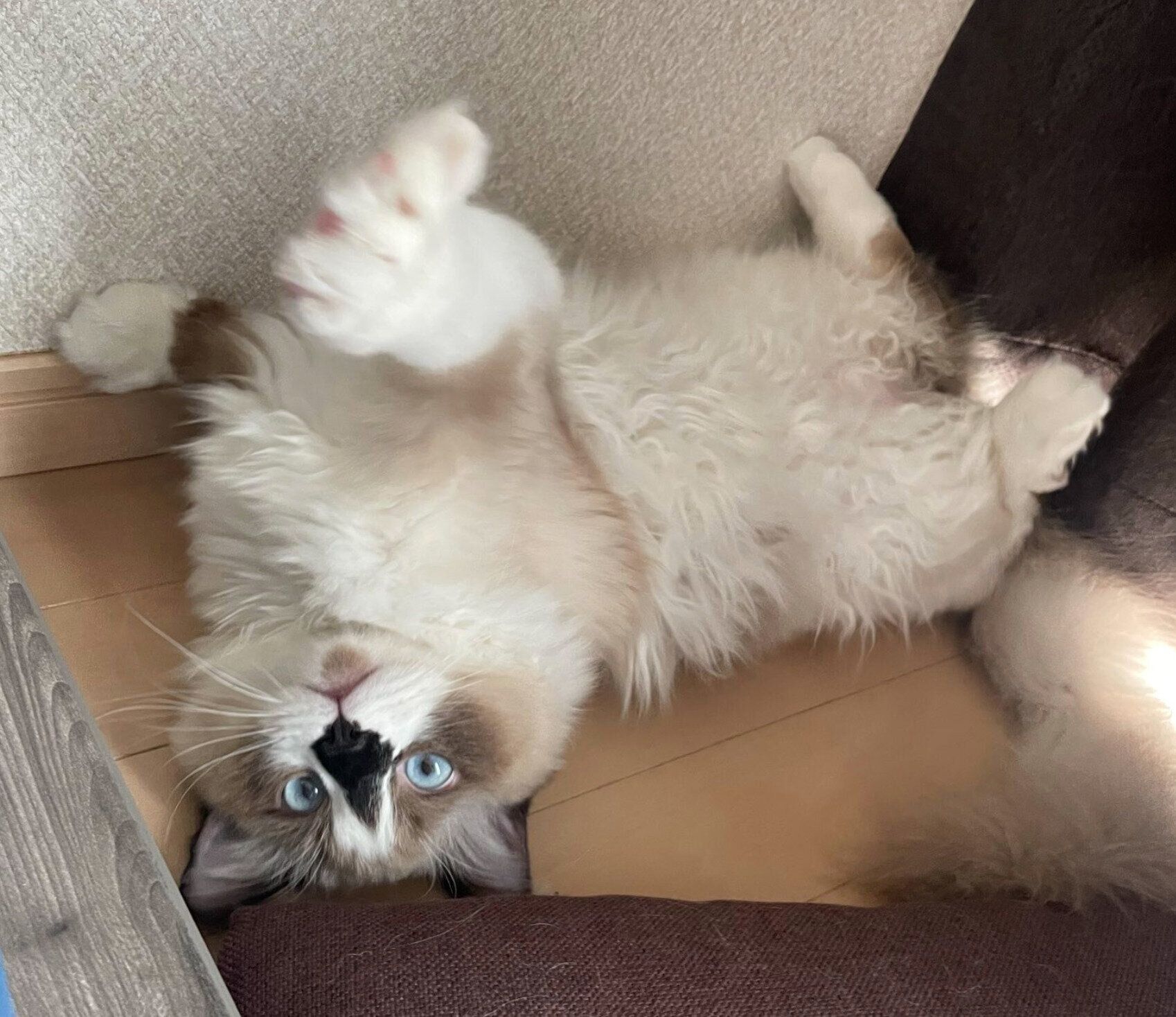 生後8カ月になったちゃこまるくん