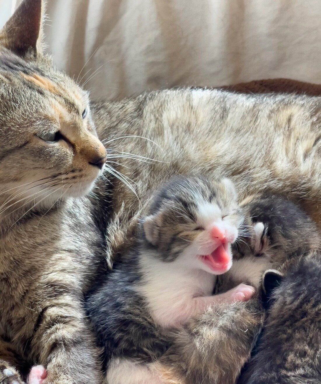 子猫を見つめるすみれちゃん