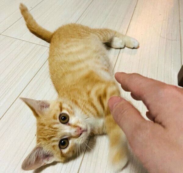 自ら撫でられにきたハマグリちゃん