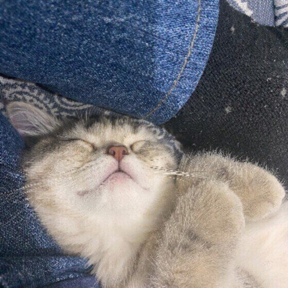 Mix（キジトラ）のツキちゃん♪