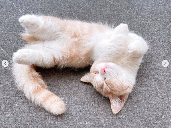 ヘソ天するみりんちゃん