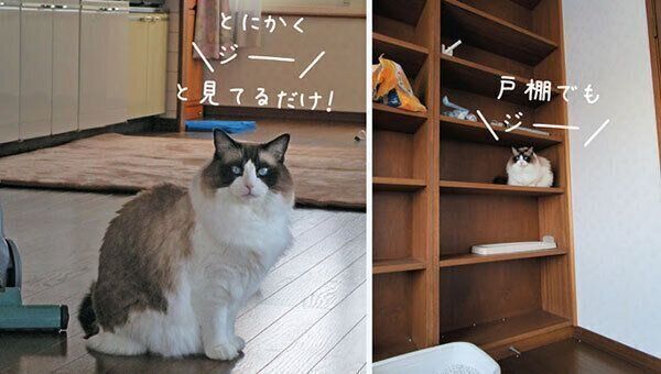 ジーッと見つめる八兵衛くん