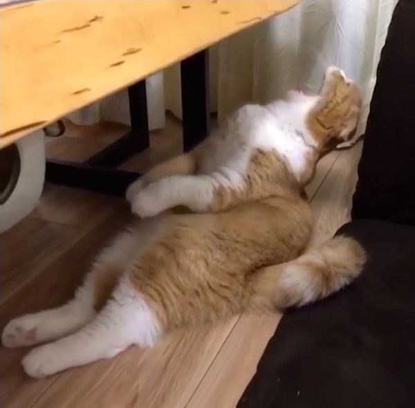 スコティッシュフォールド