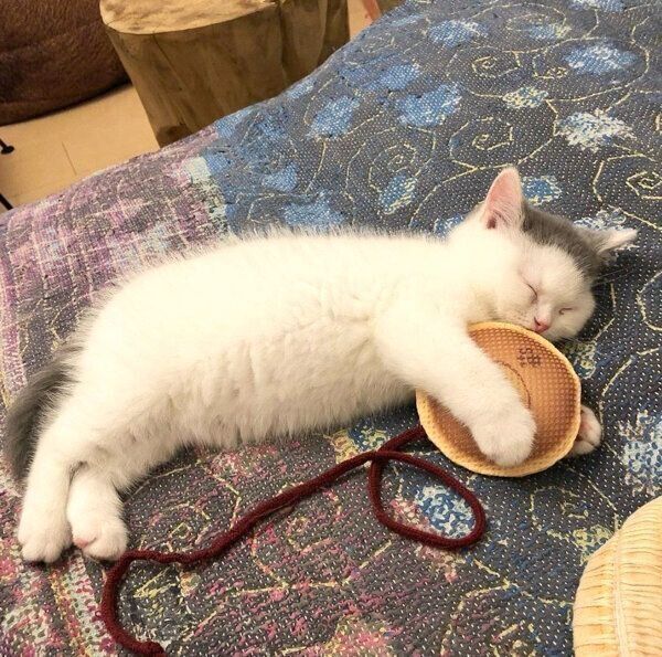 どらやきを抱いて眠るカツヲくん