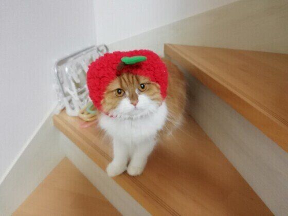 りんごの被り物をするきなこちゃん