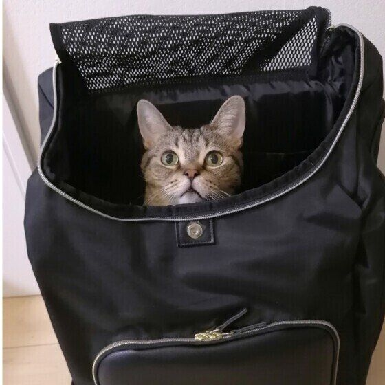 マンチカンの杜阿（とあ）くん