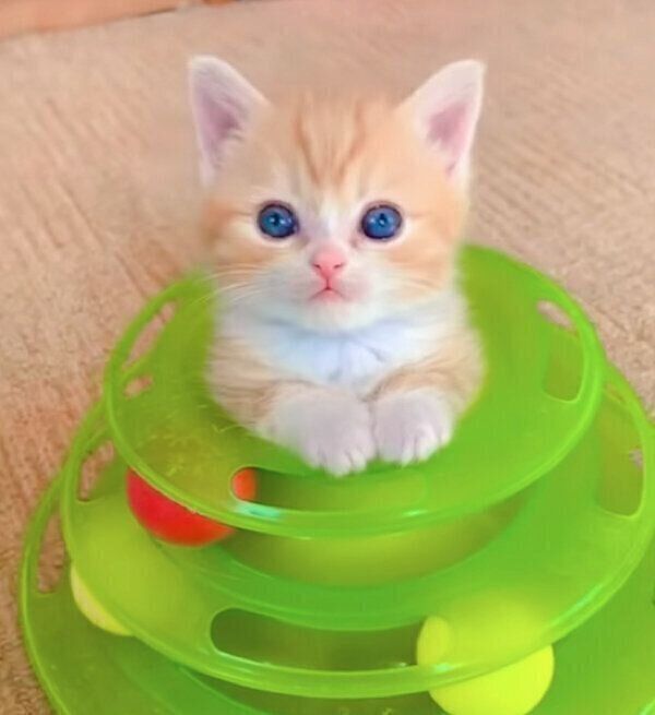 生後1カ月のテテくん