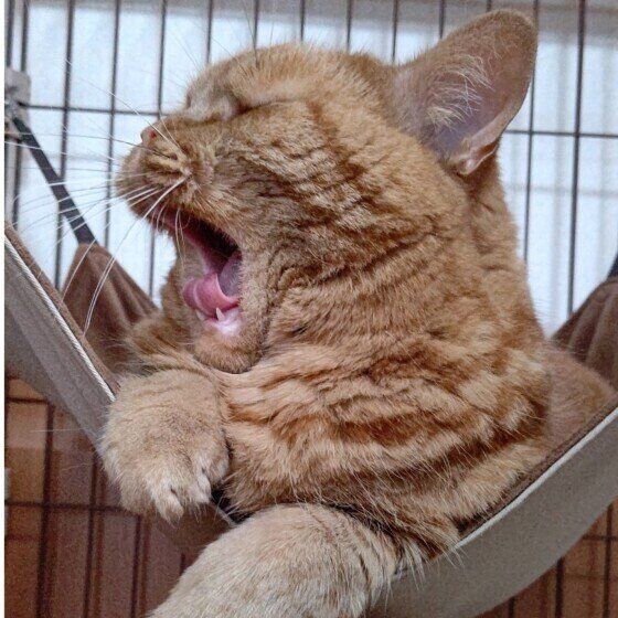 アメリカンショートヘアの龍太くん