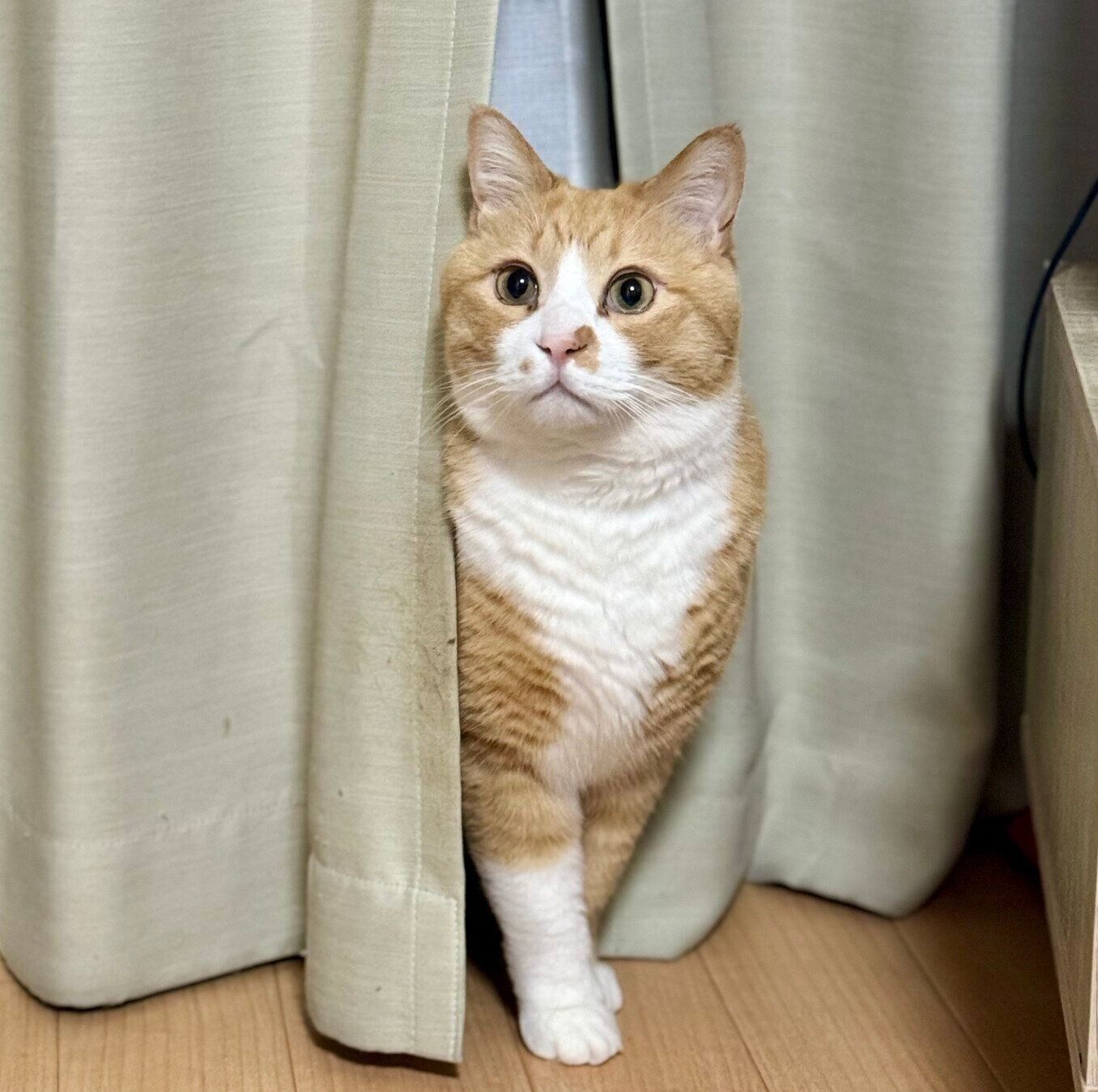 カーテンから出てきたさんてくん