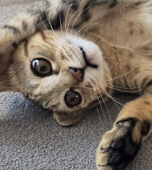 コロコロと甘えるぴっぴくん。