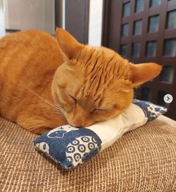 気持ちよさそうに眠る源次郎くん