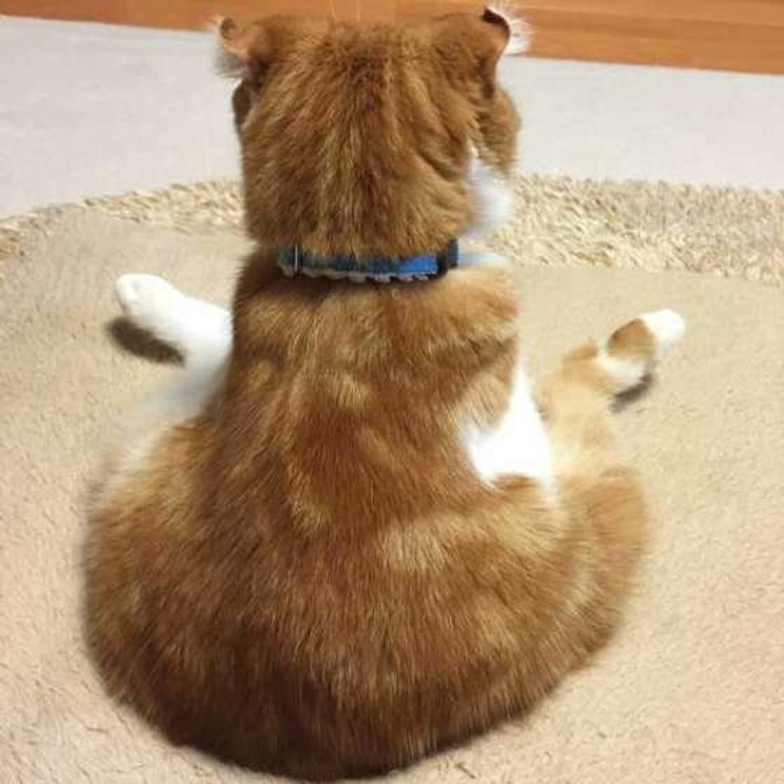 チクチク ムズムズするニャ 猫がお尻を気にしているときに見せる行動とは ねこのきもちweb Magazine チクチク ムズムズするニャ 猫がお尻を気にしているときに見せる行動とは ねこのきもちweb Magazine