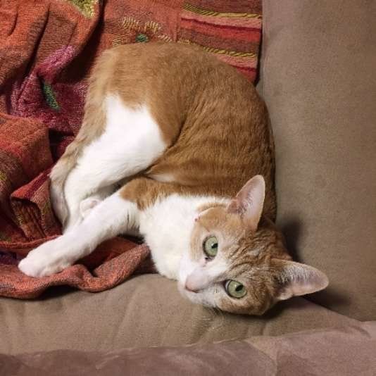 毛布の上で横たわる猫