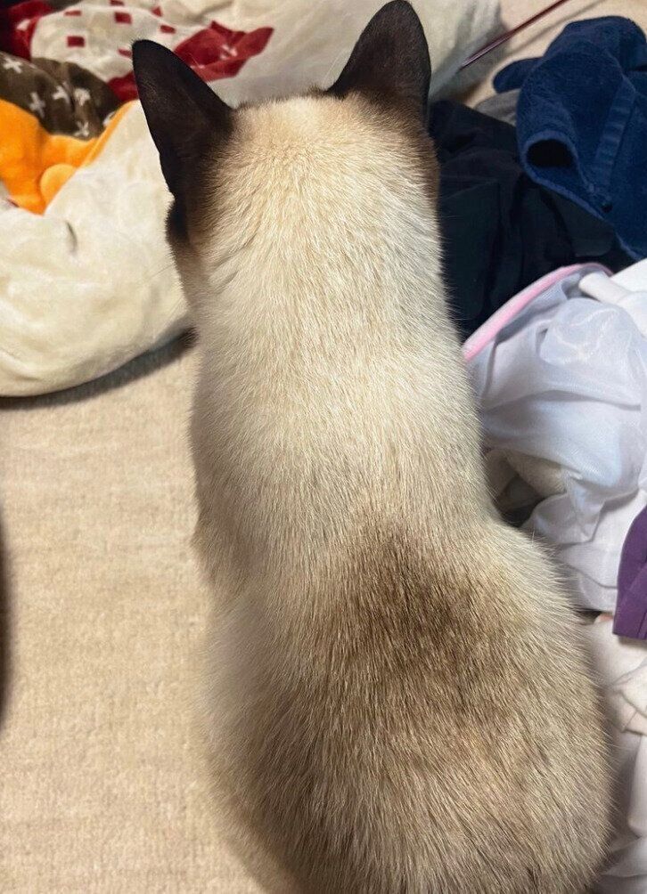 なでてほしいぷよくん