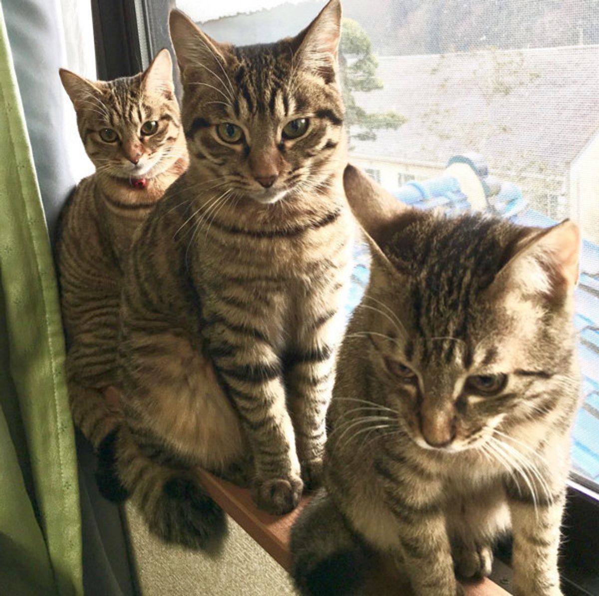 ニャンコたちの ドア開け 術がすごい おまけのngシーンもかわいすぎ ねこのきもちweb Magazine ニャンコたちの ドア開け 術がすごい おまけのngシーンもかわいすぎ ねこのきもちweb Magazine