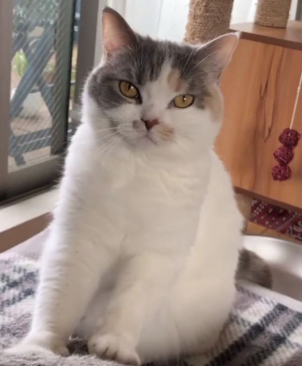 ふみふみする顔が怖い猫