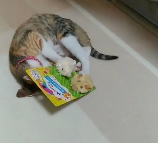 おもちゃで遊ぶ猫