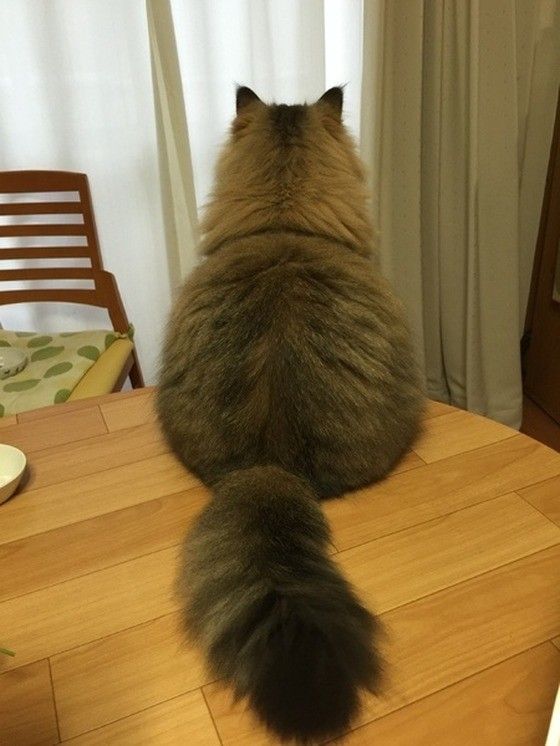 メインクーンの後ろ姿