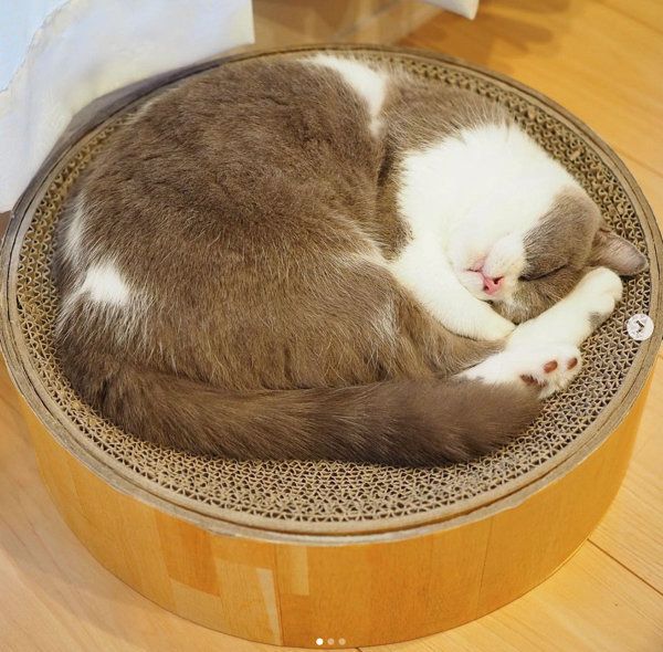 アンモニャイトする猫