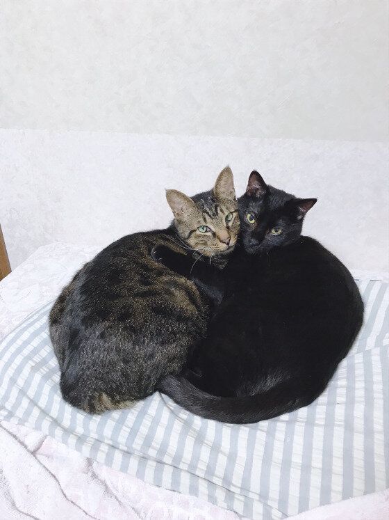 かわいいニャンズ