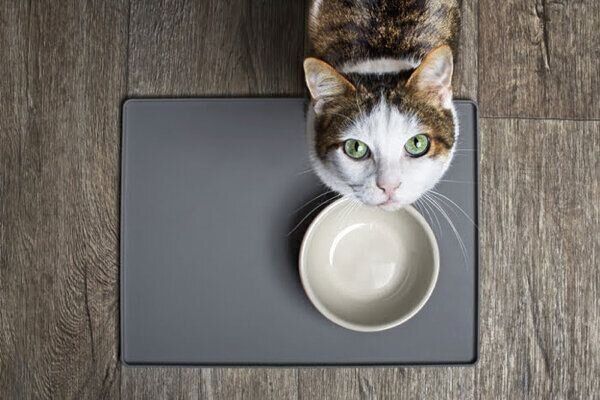 ごはんを食べる猫