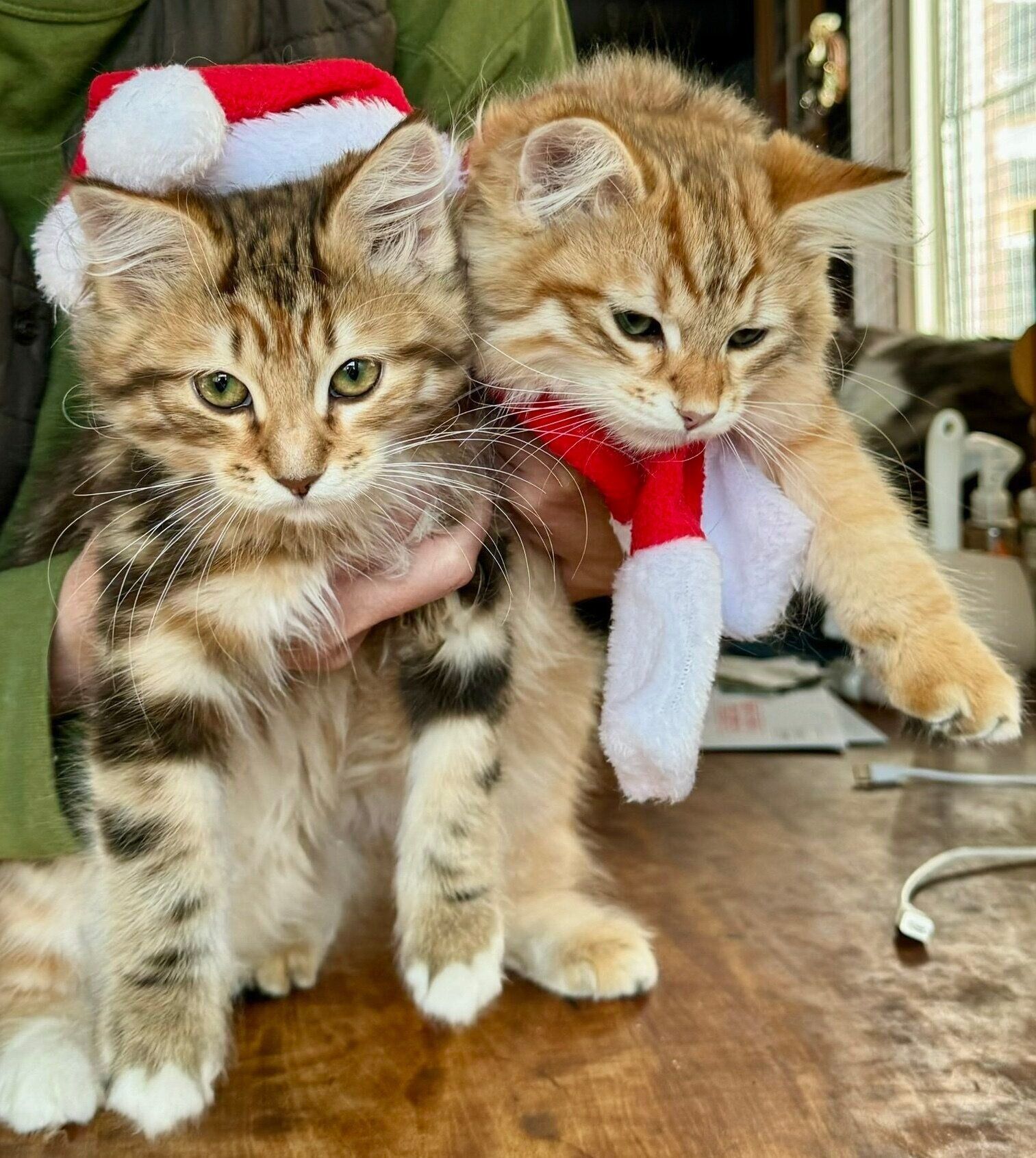 子猫時代のブランくん、シェリーちゃん