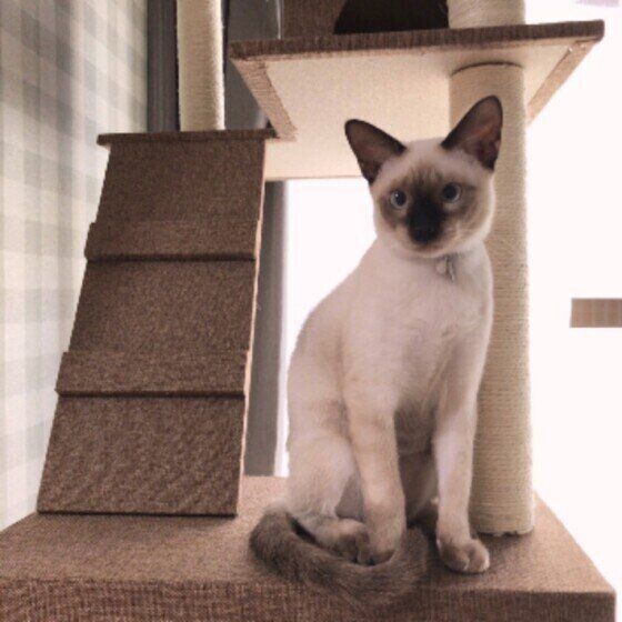 タワーに座るシャムの男の子